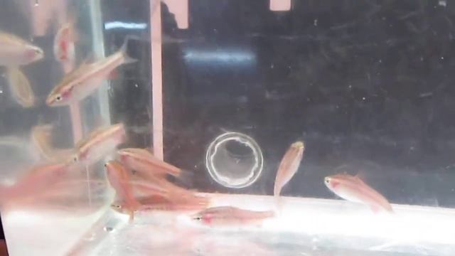 Neon Cherry Barbs