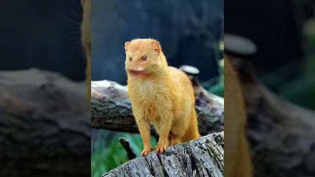50 Cent Mongoose