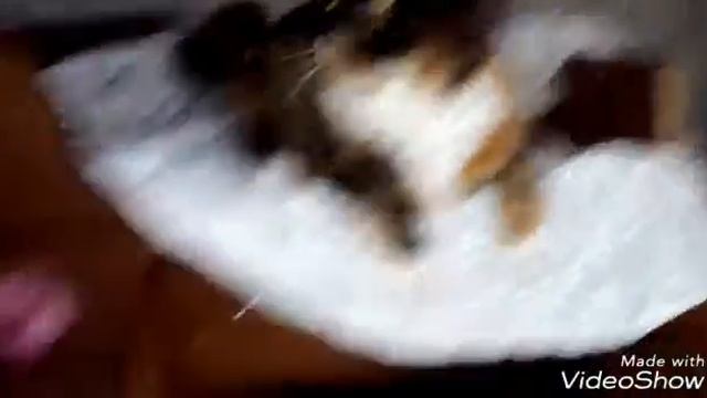 Короче говоря дом для кошки мяу