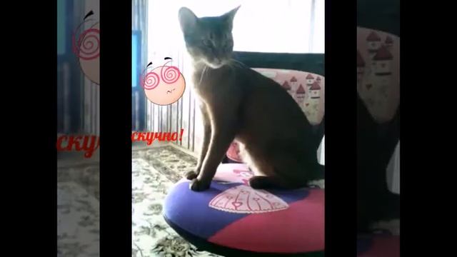 Мой кот Морфи