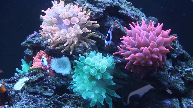 BTA Rock with new RBTA