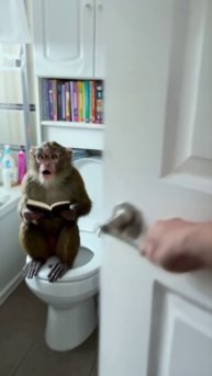 Мартышко на Унитазе - Приколы из интернетов