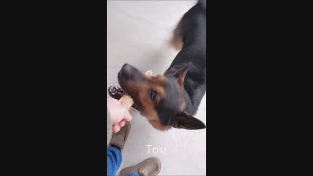 Овчарка. Собака. Том..