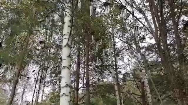 музыка ветра