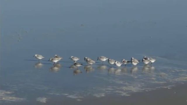Little Birds