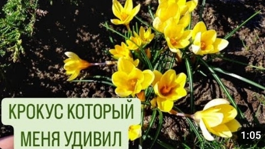 КРОКУС КОТОРЫЙ МЕНЯ УДИВИЛ! 27.03.2024г. БЕЛАРУСЬ, ГОМЕЛЬСКАЯ ОБЛАСТЬ