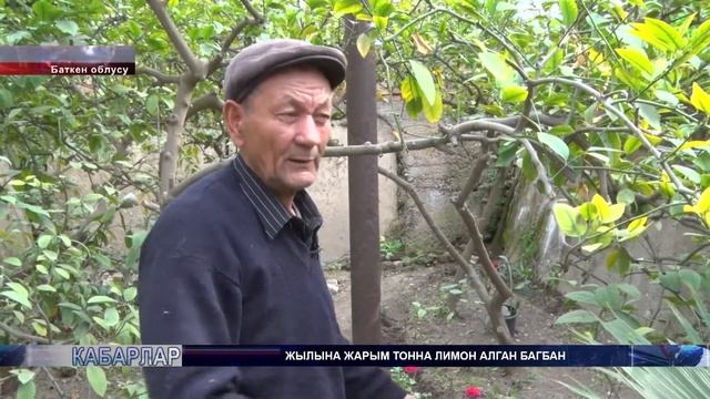 ЖЫЛЫНА ЖАРЫМ ТОННА ЛИМОН АЛГАН БАГБАН