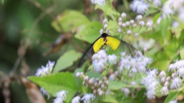 キシタアゲハ(Troides aeacus)吸蜜の動画。 26-Dec-2021