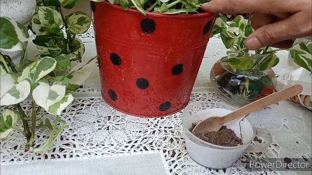 N'Joy Pothos Best fertilizer to make leaves big & shiny