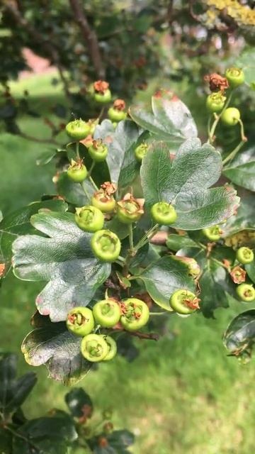 Pink Hawthorn (Crataegus) - young fruit - June 2019