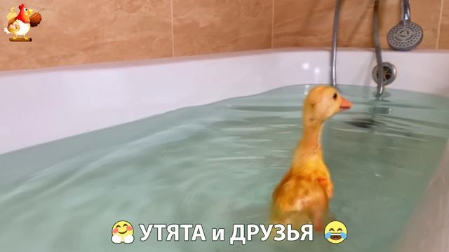 Утята с друзьями – мир нежных эмоций 🤗 эпизод (8)
