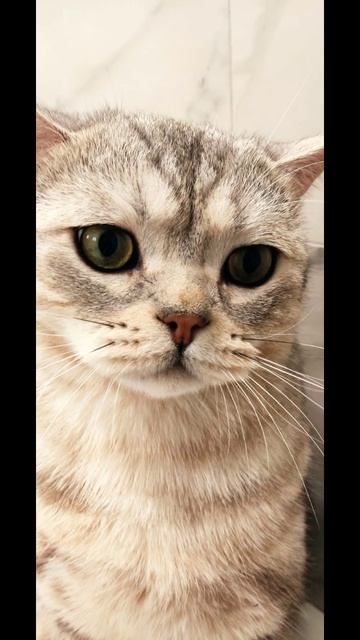фото моего кота #1