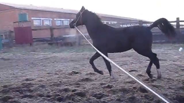 Блеквуд. вороной араб