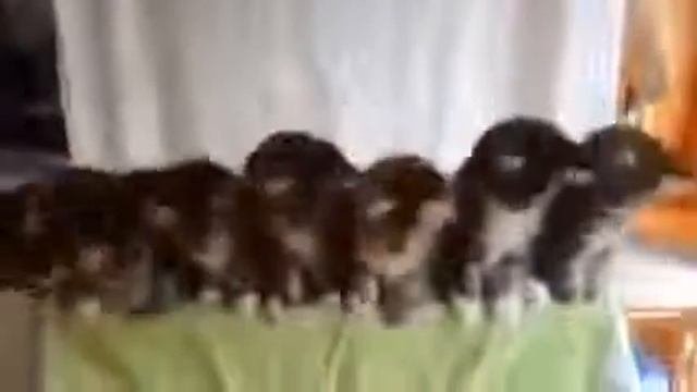 Коты танцуют под музыку! Котосмех