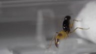 Ants Camponotus turkestanus Closer look!