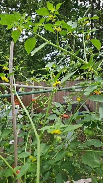 Bee visiting the tomatillo plants #bee #pollination #honeybees
