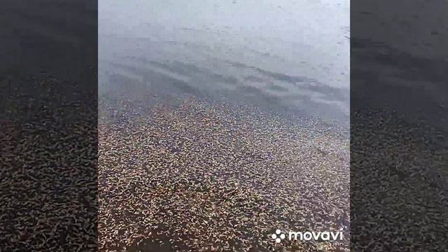 свой пруд.трудовые будни