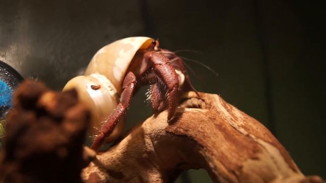 Coenobita clypeatus in pearly Turbo shell