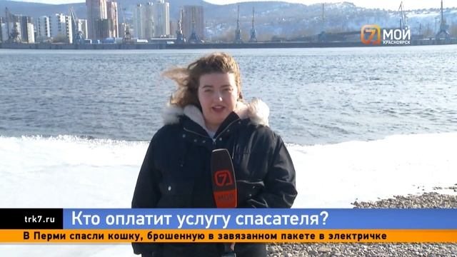 Как защититься от энцефалита и кто отвечает за чипированных собак: отвечаем на вопросы красноярцев