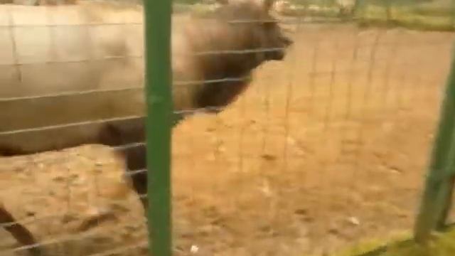 Cervus elaphus (Maral, Red deer) at Kostroma zoo, Russia. Part.2
