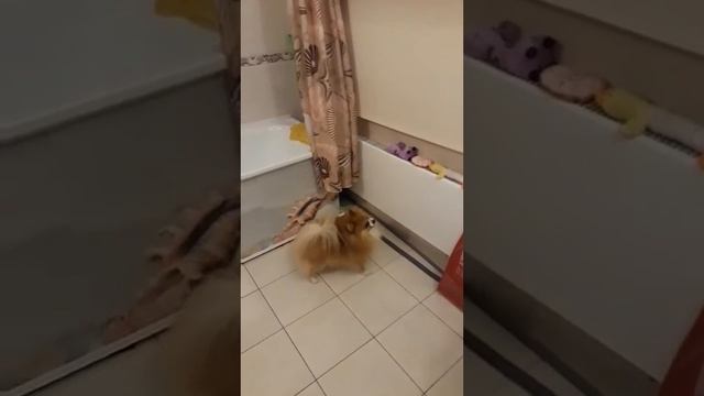 шпиц Стёпа.Отдайте мои игрушки.