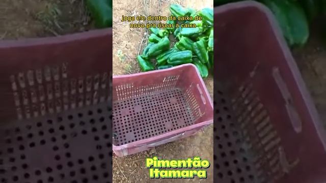 Pimentão Itamara, muito qualidade e produtividade #agricultura #agro #pimentão