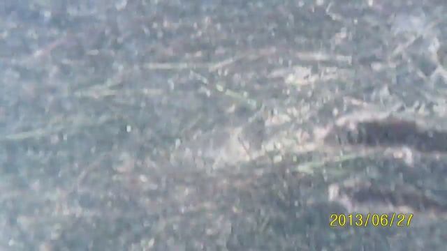 mangroves horse shoe crab