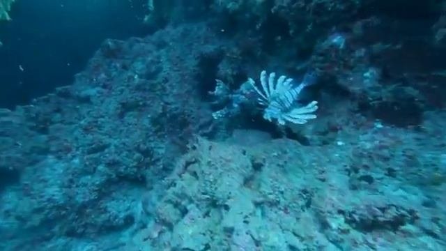 Дайвинг в Средиземном море Крылатка зебра