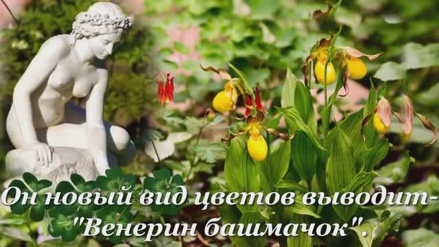 ВЕНЕРИН башмачок