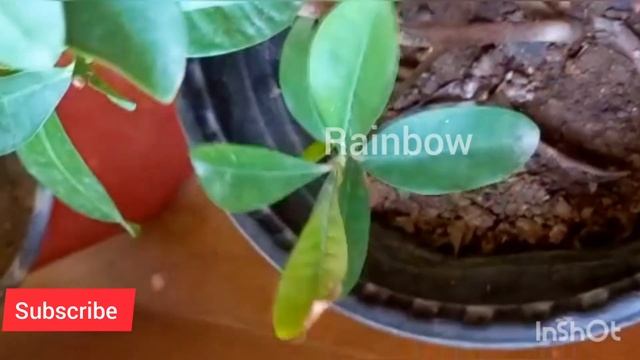 तपती गर्मी में भी फूल से भरा रहेगा Ixora | Best fertilizer for Ixora plant. Ixora plant fertilizer