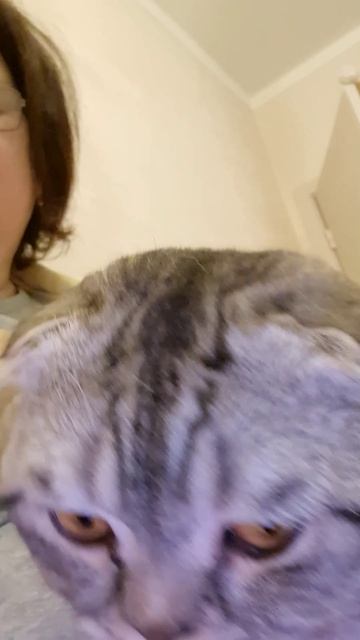 Поздравление от кота