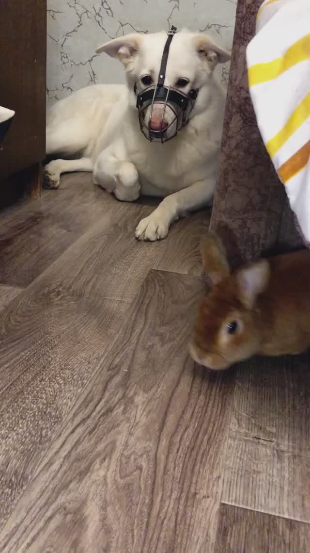 Тёма куралесит по дому