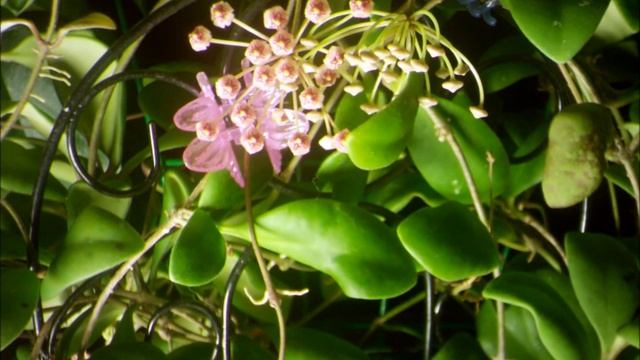 Just the Flowers Ma'am Hoya andalensis