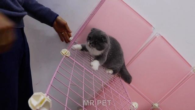 DIY Diamond House For Pomeranian Puppies With Cube Grid Wire | How To Make DogCat House | MR PET #6