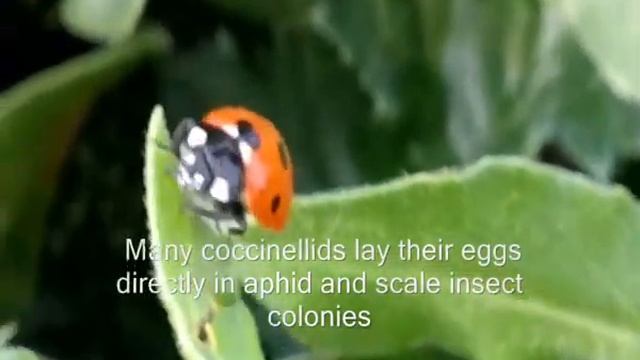 الدعسوقة Ladybird coccinelle