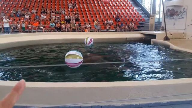 Dolphinarium Varna 2017Дельфинариум Варна 2017
