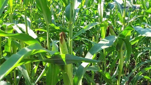 Згоріла кукурудза на полі в Сумській області