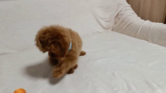 мальчик кавапу