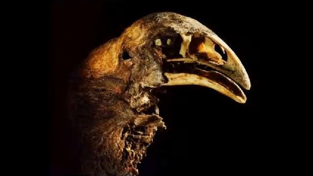 CH's ASL & Deaf News: Giant Moa