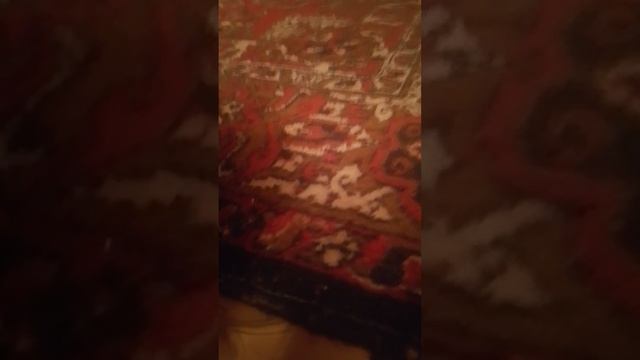 Следил за котёнком.mp4