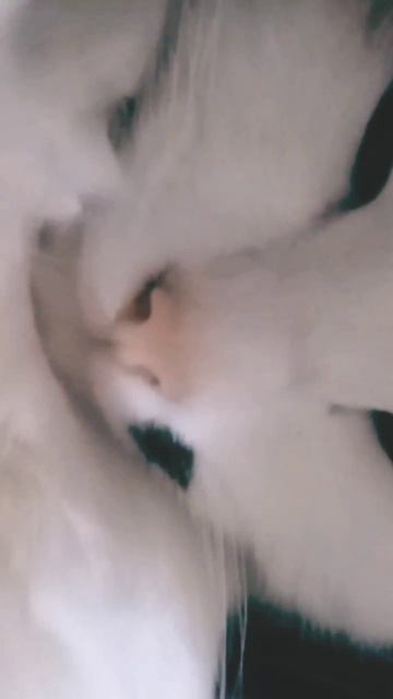 Злая кошка