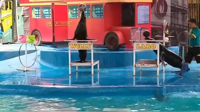 Atraksi Singa laut lucu di wisata Taman Safari prigen seperti taman safari afrika