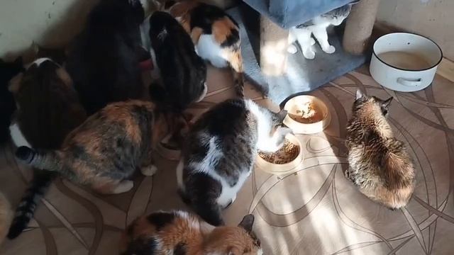 И коты и собаки все в доме