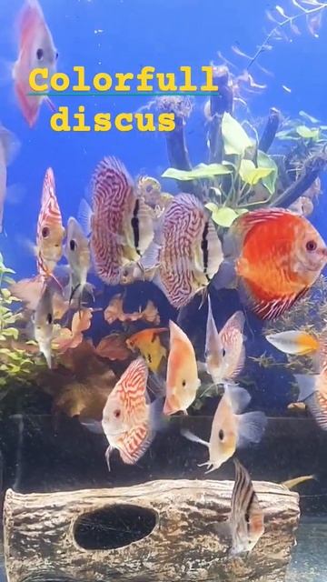 discus fish short video😍😍 #aquatic #discusfish #fish