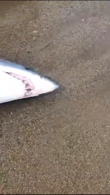 белая акула на дальнем востоке