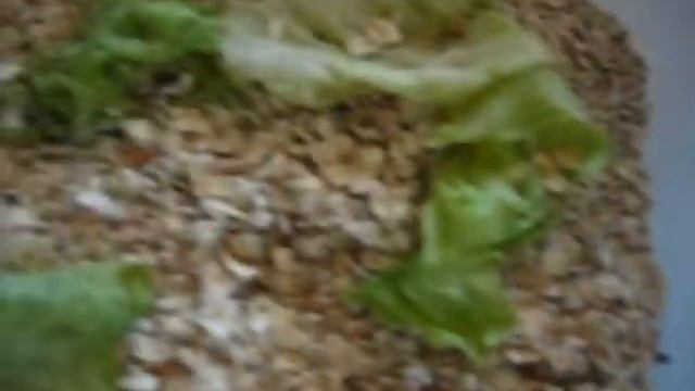*Update* Mealworm Farm(Breeding)