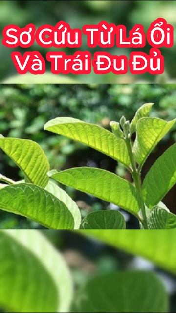 Cách Sơ Cứu Dể Dàng Khi Bị Rắn Lục Đuôi Đỏ Cắn #shorts
