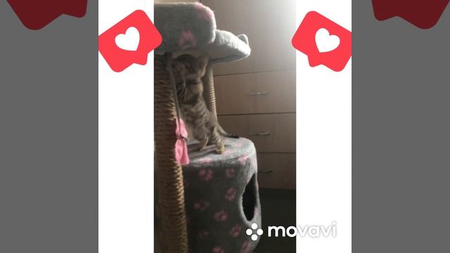 Смешной котёнок, веселое видео, Стелла и бант 🎀