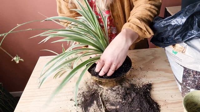 Graslelie verpotten en stekken