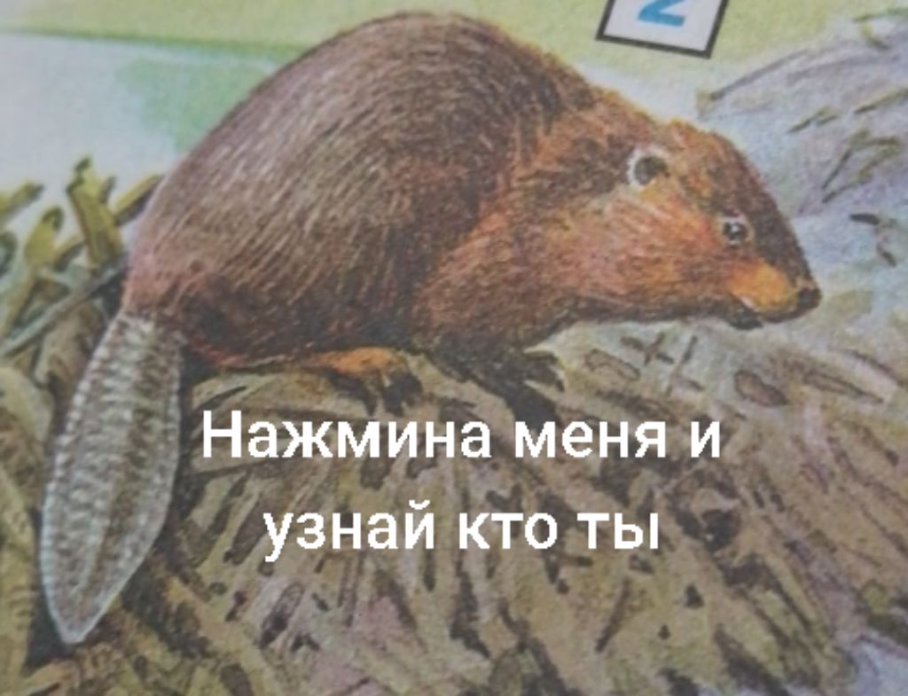 название съел бобёр